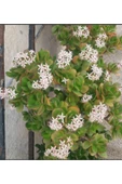 Crassula Ovata- Para Çiçeği- Bereket Bitkisi- 50-65 Cm thumbnail 4