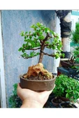 Bonsai Para Ağacı Dekoratif Saksıda - 5
