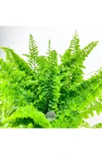 Nephrolepis Exaltata Cotton Candy (12 cm Saksıda) Özel Tür Aşk Merdiveni Eğrelti thumbnail 4