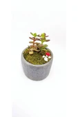Dekoratif Desenli Saksıda Crassula - 4
