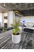 Mini Bonsai Para Ağacı Dekoratif Beton Saksıda 870866 thumbnail 4