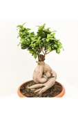 Bonsai Benjamin- Ficus Ginseng Bonsai thumbnail 2