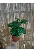 Coffea Arabica - Kahve Çiçeği - Ev Ofis Salon Iç Mekan Bitkisi - 1