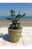 Crassula Ovata- Para Çiçeği- Bereket Bitkisi- 13-18 Cm 8 Aylık thumbnail 2
