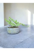 Beton Saksıda Afra Bonsai Yeşim Ağacı thumbnail 4