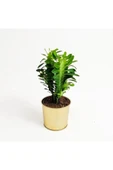 Euphorbia Trigona Green thumbnail 2