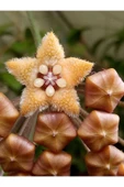 Hoya Mum Çiçeği ,Tüylü Kahverengi Çiçekli,Yoğun Kokulu,Canlı Çiçek,İç Mekan Salon Bitkisi. thumbnail 1