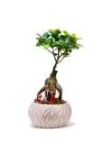 Lamina Beyaz Ficus Bonsai Ve Sırt Sırta Sevgililer thumbnail 1