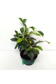 Ficus Bonsai Bitkisi 30 Cm thumbnail 2