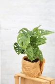 Monstera Adansonii-monstera Monkey Mask-deve Tabanı - 4