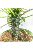 Pachypodium Lamerei (10.5 cm Saksıda) Madagaskar Palmiyesi Tropik Kaktüs thumbnail 5