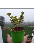 Bonsai Para Ağacı Fidanı 8.5 Saksıda 15-20 cm - 1