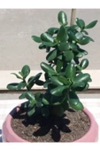 Crassula Ovata- Para Çiçeği- Bereket Bitkisi- 35-45 Cm 1,5 Yaşında thumbnail 2