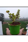 Bonsai Para Ağacı Fidanı 8.5 Saksıda 15-20 cm - 3