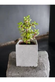 Dekoratif Mini Saksıda Mini Para Bonsai - 1