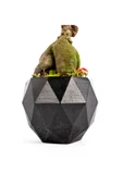 Geometrik Saksıda Ficus Ginseng Bonsai Tasarım - Black thumbnail 3