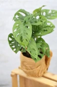 Monstera Adansonii-monstera Monkey Mask-deve Tabanı - 3
