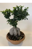 Bonsai Benjamin- Ficus Ginseng Bonsai thumbnail 5