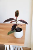 Ficus Elastica Belize-Pembe Kauçuk Ağacı-40-50 cm-Ev Ofis Salon İç Mekan Bitkisi - 4