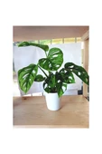 Monstera Adansonii Monkey thumbnail 1
