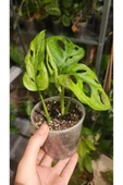 Monstera Adansonii Monkey Mask Deve Tabanı Bitkisi thumbnail 6