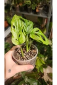 Monstera Adansonii Monkey Mask Deve Tabanı Bitkisi thumbnail 2
