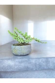 Beton Saksıda Afra Bonsai Yeşim Ağacı thumbnail 2