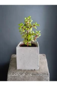 Mini Bonsai Para Ağacı Dekoratif Beton Saksıda 002 thumbnail 2
