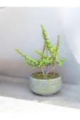 Beton Saksılı Afra Bonsai Yeşim Ağacı thumbnail 4