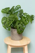 Ithal Monstera Adansonii Monstera Monkey Mask Ithal Deve Tabanı - 1