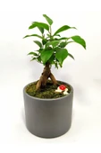 Dekoratif Desenli Saksıda Mini Bonsai - 3