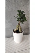 Ficus Bonsai Agacı Seramik Saksıda (peri ) thumbnail 2