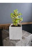 Mini Bonsai Para Ağacı Dekoratif Beton Saksıda 002 thumbnail 3