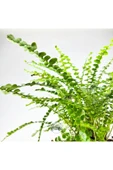 Nephrolepis Exaltata Duffy (12 cm Saksıda) Özel Tür Aşk Merdiveni Eğrelti thumbnail 5