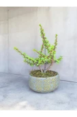 Beton Saksılı Afra Bonsai Yeşim Ağacı thumbnail 1