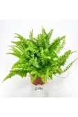 Nephrolepis Exaltata Cotton Candy (12 cm Saksıda) Özel Tür Aşk Merdiveni Eğrelti thumbnail 1