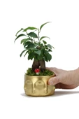 Binbir Surat Gold Saksı, Mini Ficus Bonsai - 2