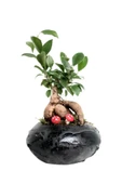 Siyah Dünya Saksıda Ficus Gingseng Bonsai thumbnail 1