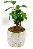Dekoratif Desenli Saksıda Mini Bonsai - 3