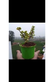 Bonsai Para Ağacı Fidanı 8.5 Saksıda 15-20 cm - 4