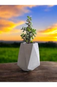 Mini Bonsai Para Ağacı Taş Saksıda - 3