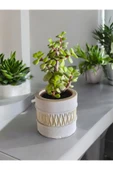 Mini Bonsai Para Ağacı Dekoratif Beton Saksıda 071 - 2