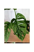 Monstera Adansonii Monkey thumbnail 3