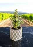 Mini Bonsai Para Ağacı Dekoratif Beton Saksıda 001 - 1