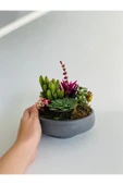Dekoratif Beton Saksıda Teraryum (sukulent Ve Kaktüs) - 2