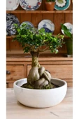 Dekoratif Saksıda Bonsai Ficus Gingseng 2500 gr Gövde 50 cm thumbnail 4