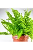 Nephrolepis Exaltata Cotton Candy (12 cm Saksıda) Özel Tür Aşk Merdiveni Eğrelti thumbnail 5