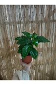 Coffea Arabica - Kahve Çiçeği - Ev Ofis Salon Iç Mekan Bitkisi - 3