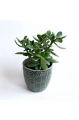 Crassula Ovata - Para Çiçeği 'gri Saksılı' thumbnail 1
