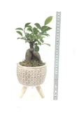Ahşap Ayaklı Yıldız Desenli Dekoratif Beton Saksıda Ficus Ging Seng Bonsai - 2